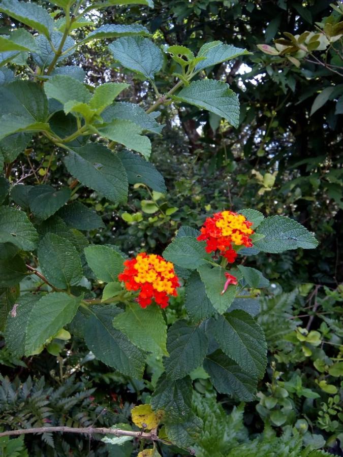 Flor Do Leste Florianópolis Exterior foto